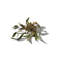 Eucalyptus Blue Gum Essential Oil