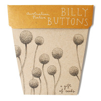 Billy Buttons Seeds