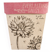 Everlasting Daisy Seeds