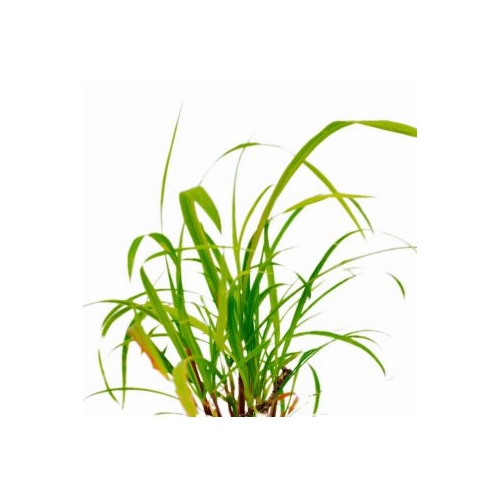 Citronella Essential Oil