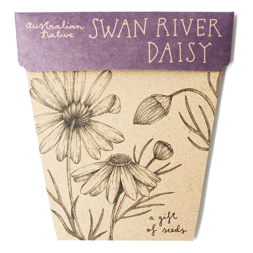 Swan River Daisy Seeds